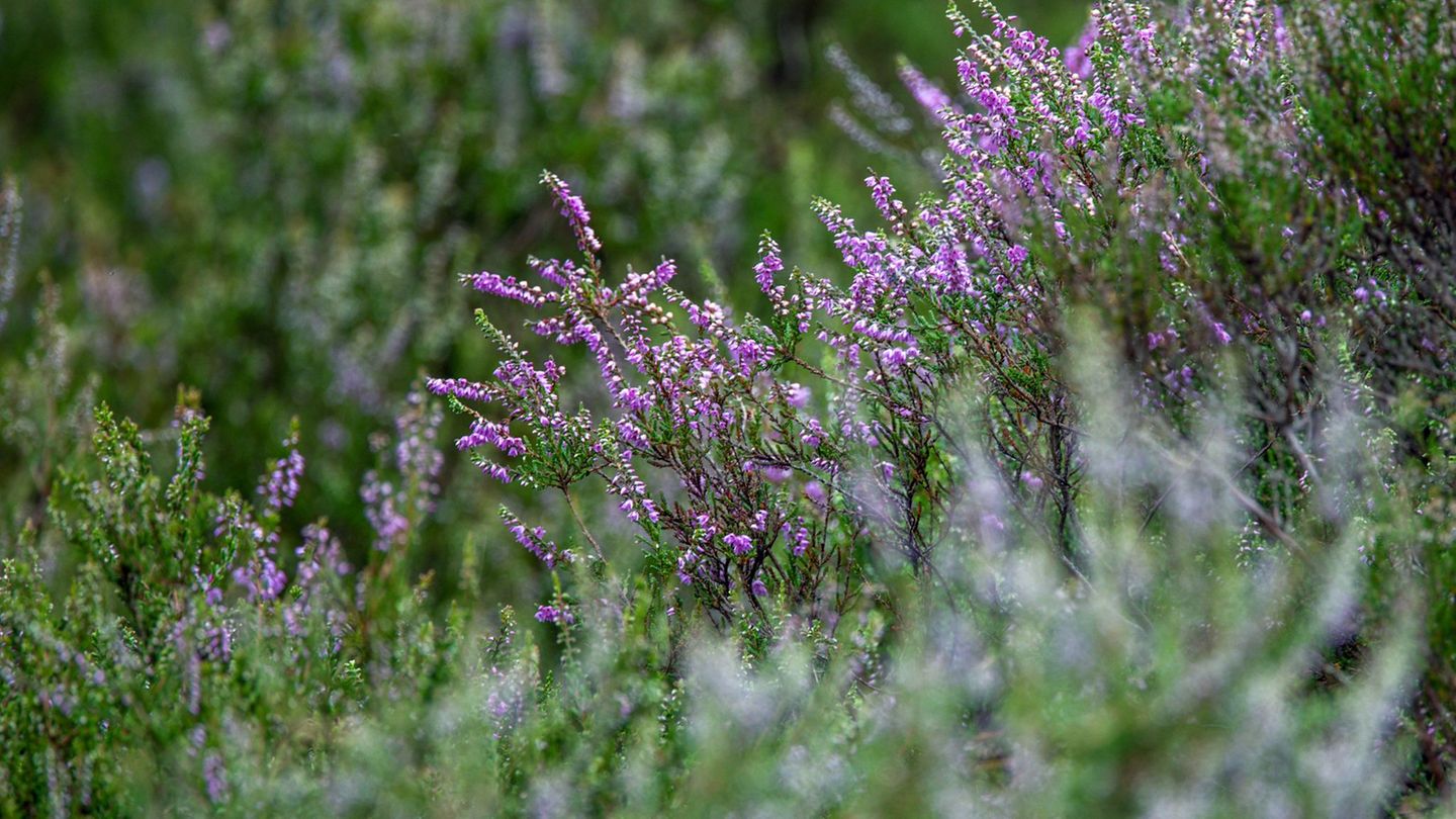 Wenn Heideflächen zu viel Trockenheit ausgesetzt werden, leiden die Pflanzen. Der Effekt ist ungleich höher, wenn sich derartige