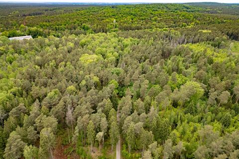 In diesem Wald bei Laußnitz haben Polizeibeamte die Leiche einer 21-Jährigen gefunden. (Archivbild) Foto: Robert Michael/dpa