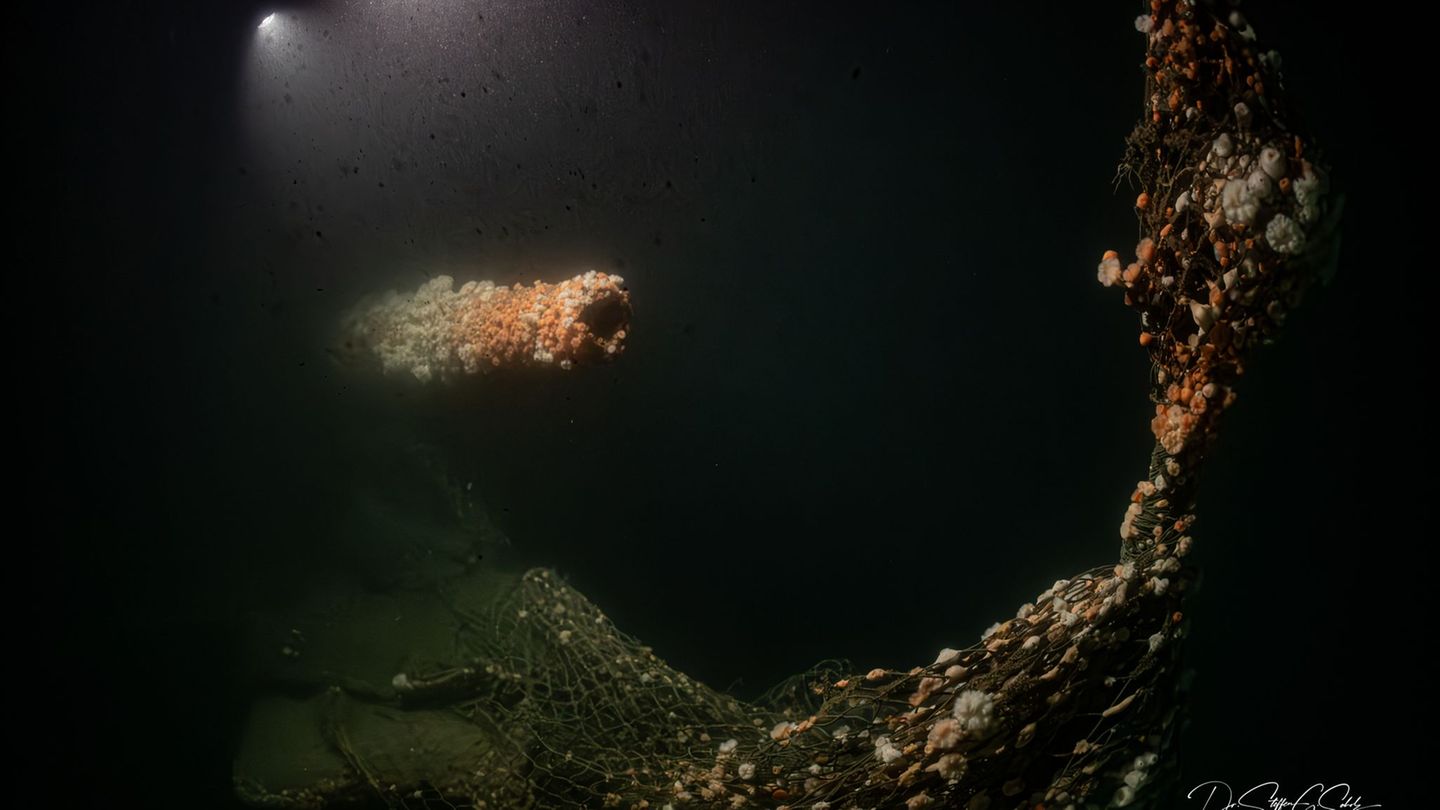 Die Tauchgänge fanden nach Angaben des Teams in großer Tiefe und unter herausfordernden Bedingungen statt. Foto: Dr. Steffen G.