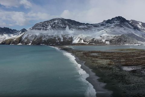 Seit 2022 grassiert die größte je dokumentierte Vogelgrippewelle. Foto: ---/British Antarctic Survey/dpa