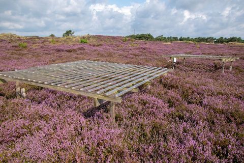 Dürre-Experiment auf Heidefläche. Foto: Jürgen Kreyling/Universität Greifswald/dpa