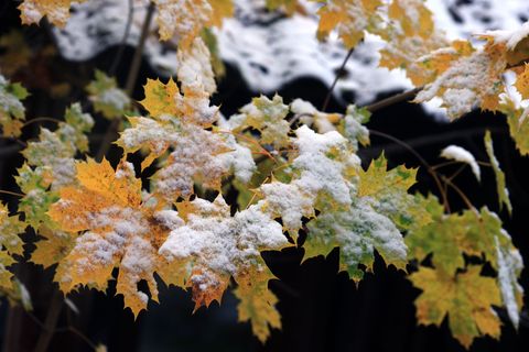 Der Winter löst den Herbst ab. (Archivbild) Foto: Karl-Josef Hildenbrand/dpa