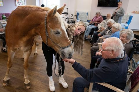 Ein älterer Herr füttert ein Pferd im Aufenthaltsraum eines Pflegeheims
