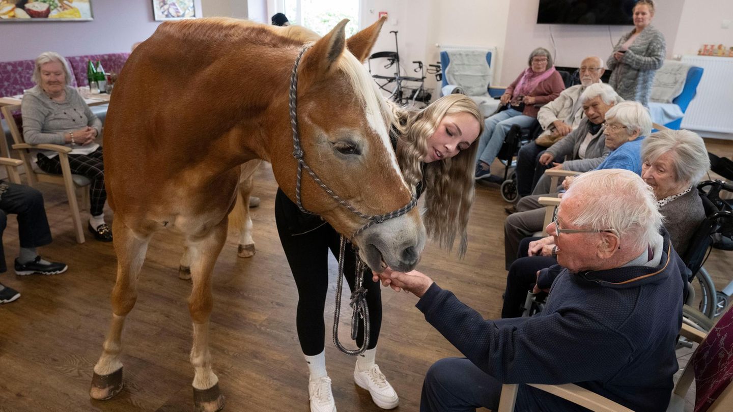 Ein älterer Herr füttert ein Pferd im Aufenthaltsraum eines Pflegeheims