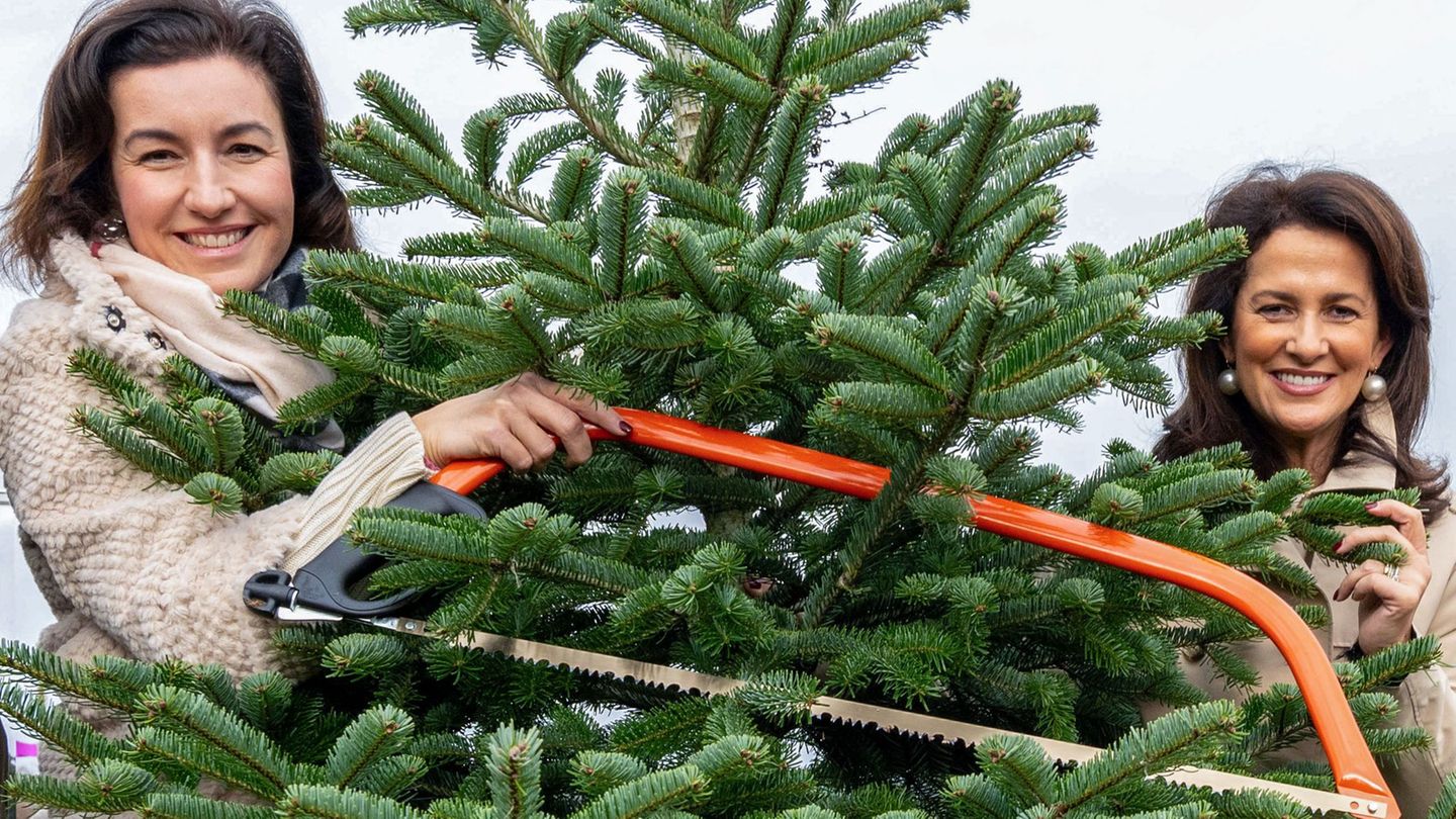80 Prozent der vier Millionen in Bayern verkauften Christbäume werden im Freistaat angebaut. Die CSU-Politikerinnen Dorothee Bär