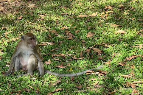 Thailändische Behörden haben Dutzende Affen befreit. (Archivbild) Foto: Carola Frentzen/dpa