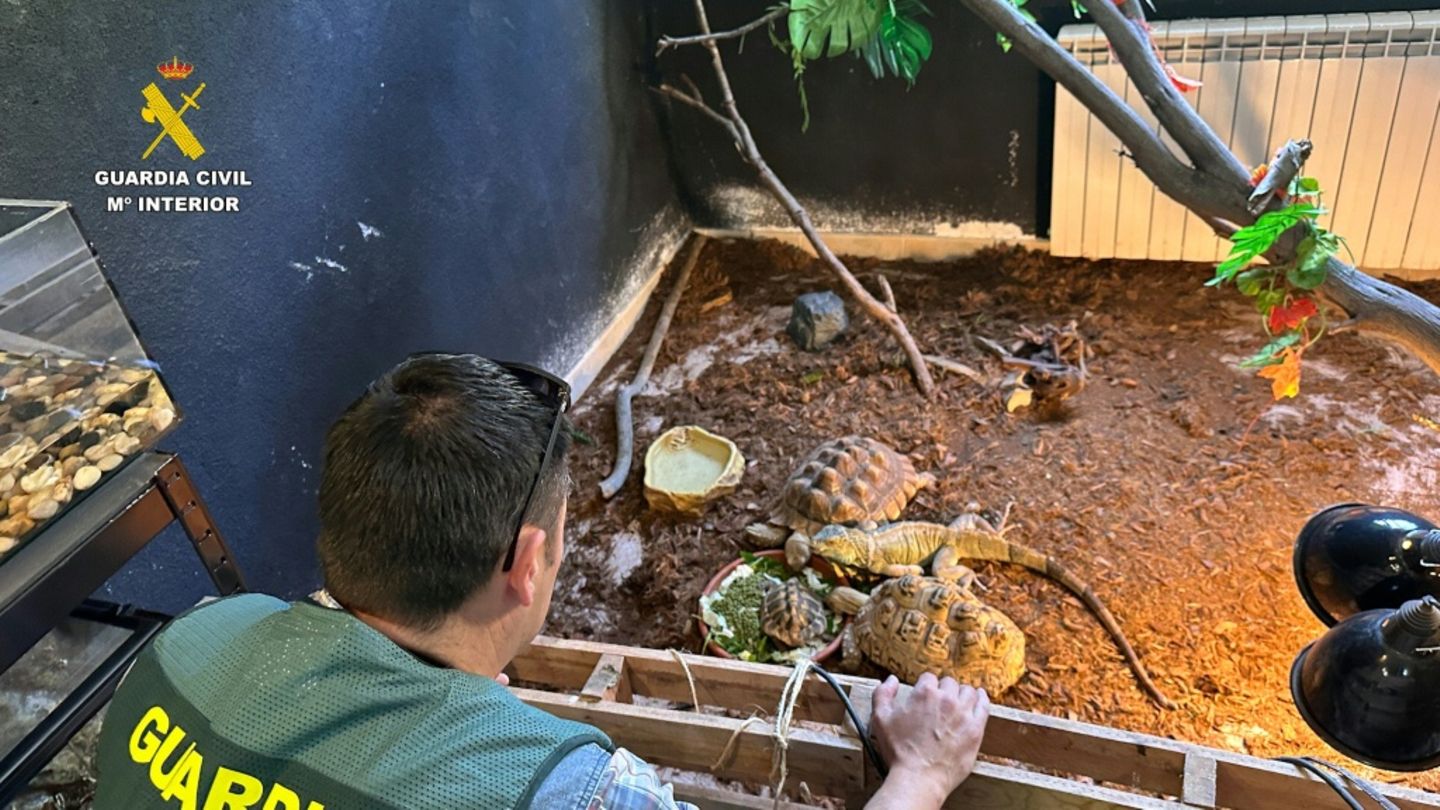 Razzia in privatem Tierheim in Spanien: Polizei rettet hunderte exotische Tiere