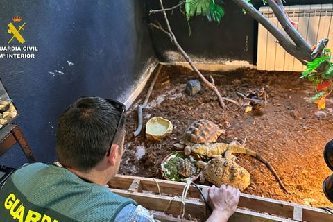 Die meisten Tiere wurden wohl illegal gehandelt