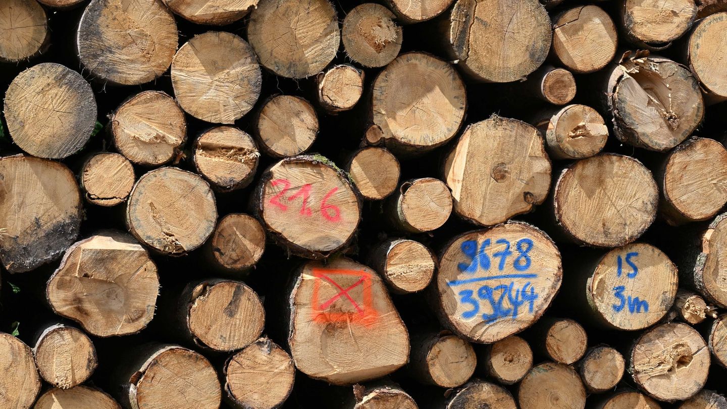 Die Landesforstanstalt Thüringenforst will sich neue Geschäftsfelder im Energiebereich erschließen. (Symbolbild) Foto: Martin Sc