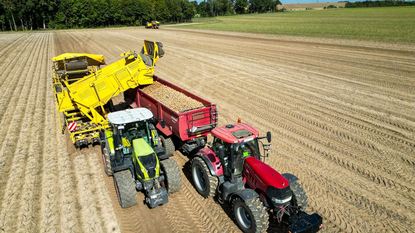 Erntemenge zu groß: Top-Kartoffelernte - aber die Verbraucher profitieren kaum