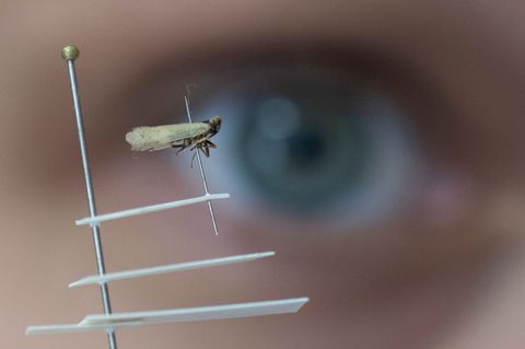 Die Schilf-Glasflügelzikade macht den Kartoffelbauern große Sorgen - ein regulär zugelassenes Mittel gegen den Schädling gibt es