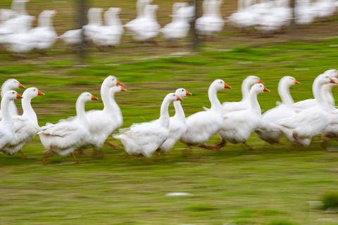 Rund um den Martinstag und Weihnachten ist Hochsaison für Gänsehalter. (Archivbild) Foto: Robert Michael/dpa