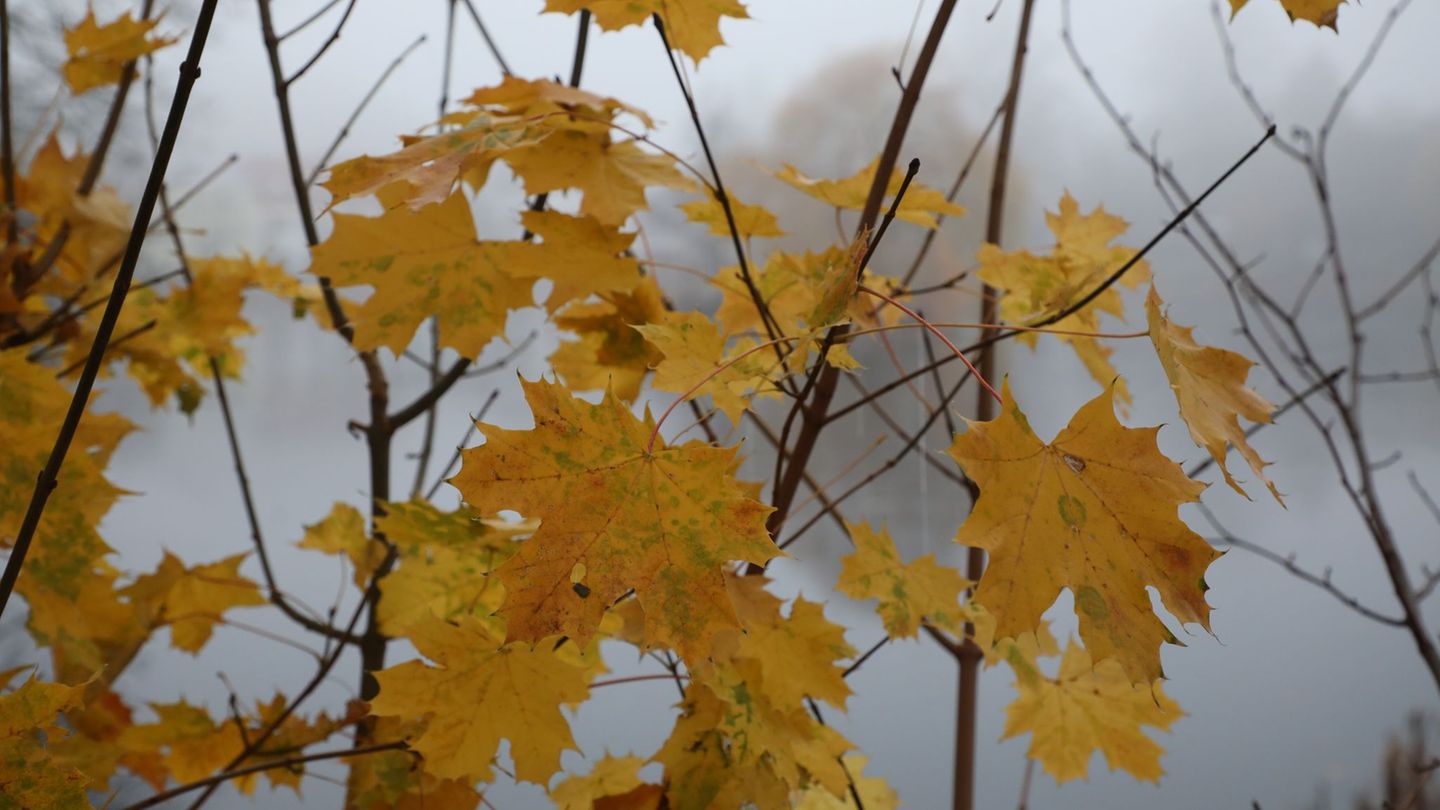 Warm einpacken müssen sich Menschen in Baden-Württemberg ab Montag. Die Temperaturen sinken deutlich. (Archiv) Foto: Bodo Schack