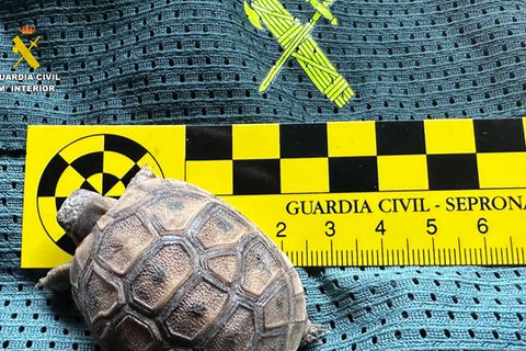 Unter anderem befreiten die Behörden in Spanien auch diese Schildkröte