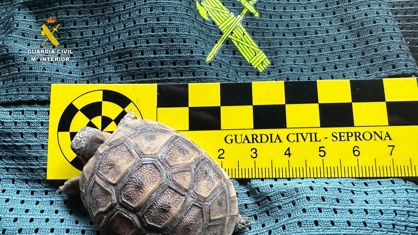 Spanien: Razzia in illegalem Tierheim: Polizei rettet hunderte exotische Tiere