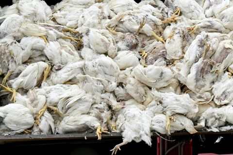 Tote Vögel in einem Container in Neutrebbin