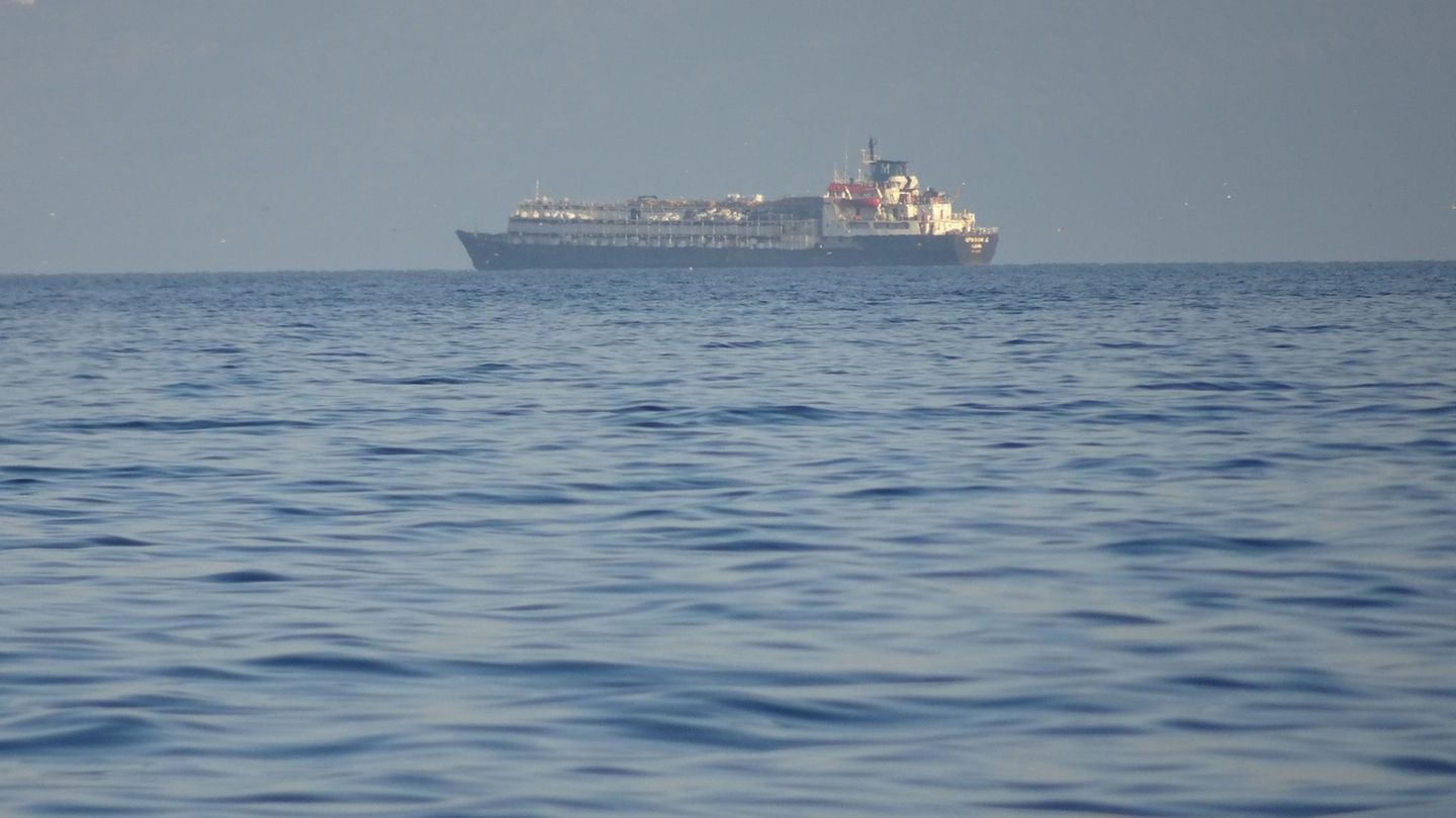 Viehtransport: Wochenlang auf See: Tausende Rinder auf Schiff vor Türkei gefangen