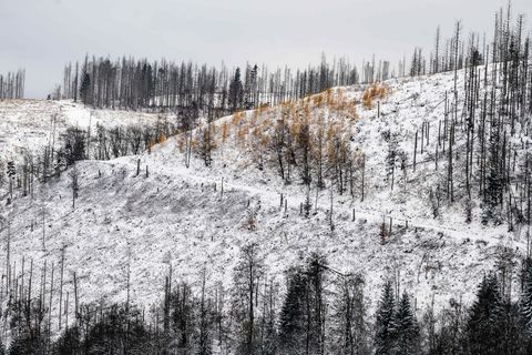 Im Oberharz fällt in den kommenden Tagen Schnee. (Archivbild) Foto: Swen Pförtner/dpa
