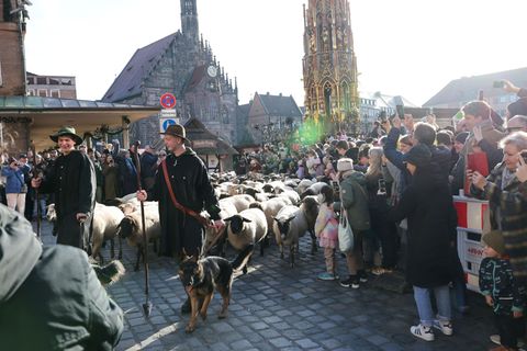 Eine Herde mit 600 Schafen ist in Nürnberg mitten durch die Stadt zu ihren Winterweiden gezogen. Foto: Daniel Löb/dpa