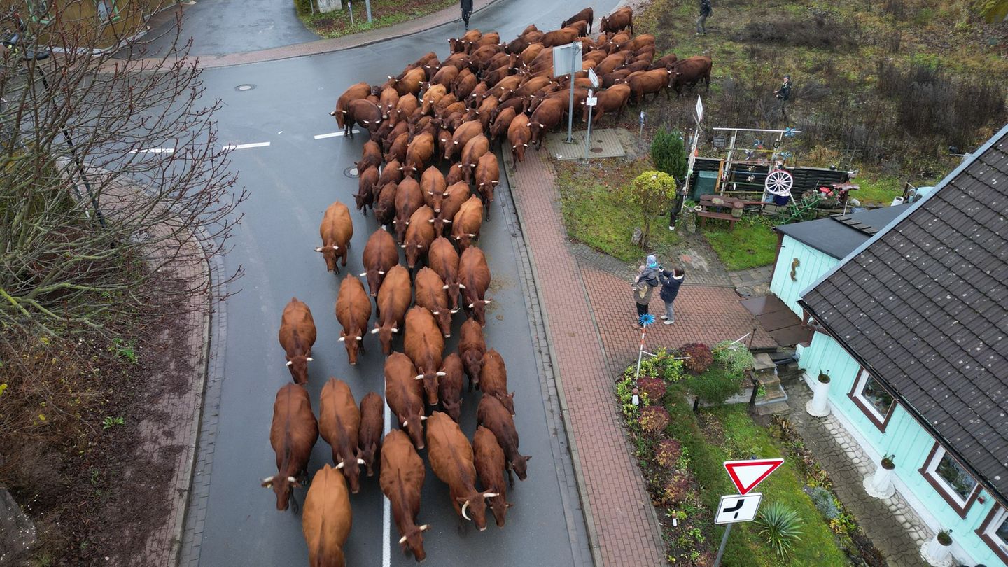 Eine Herde Harzer Rotes Höhenvieh kehrt von den Sommerweideflächen in den Stall zurück. Foto: Matthias Bein/dpa