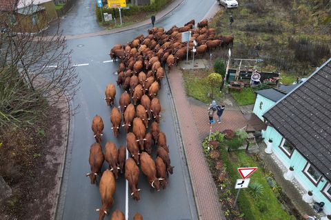 Eine Herde Harzer Rotes Höhenvieh kehrt von den Sommerweideflächen in den Stall zurück. Foto: Matthias Bein/dpa