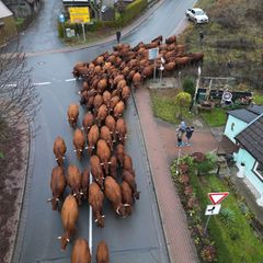 Eine Herde Harzer Rotes Höhenvieh kehrt von den Sommerweideflächen in den Stall zurück. Foto: Matthias Bein/dpa
