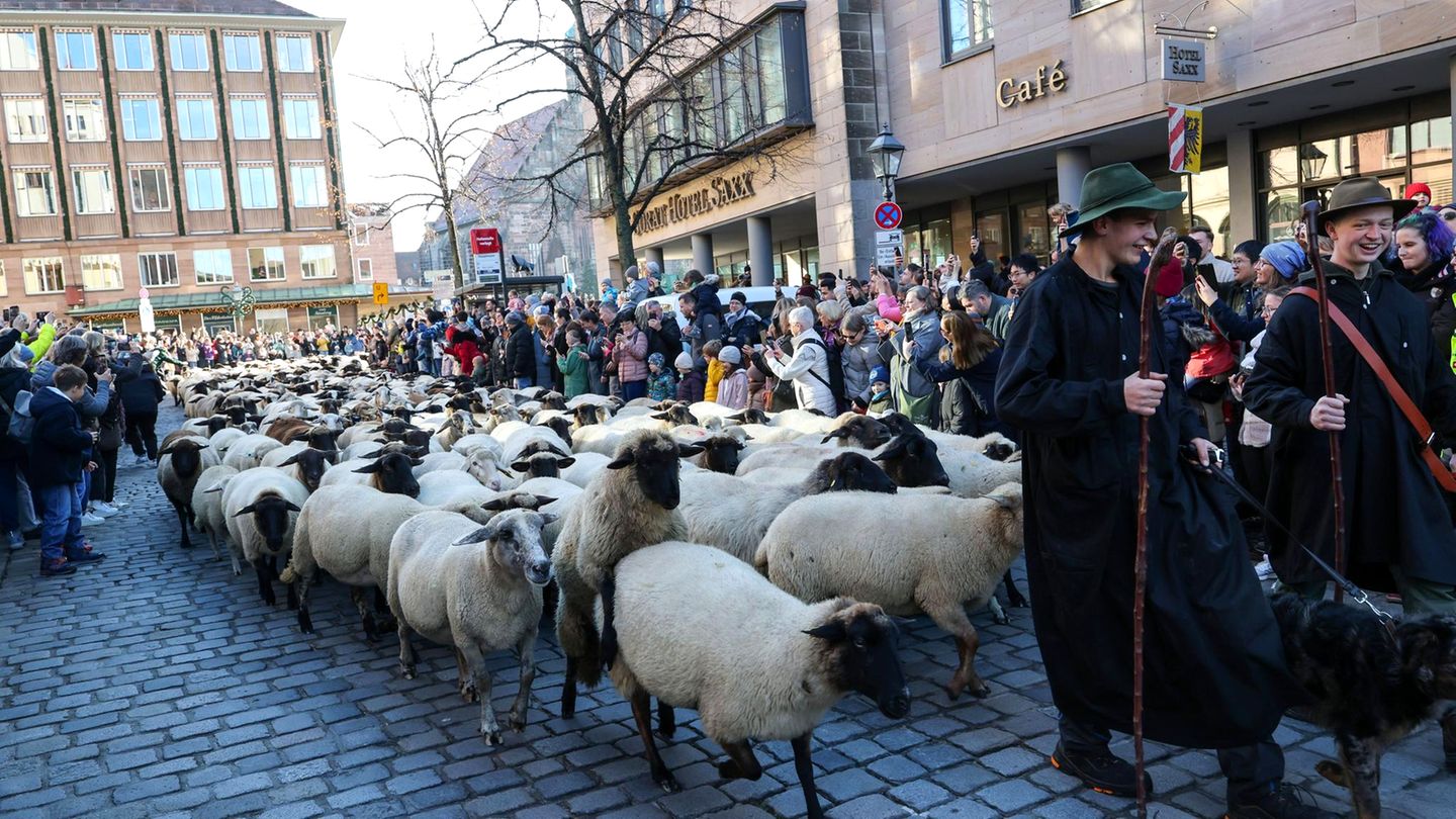 Nürnberg, Deutschland. Tim Gackstatter (l.) und Dirk Gissel führen Schafe durch die Waaggasse in der Nürnberger Innenstadt. Der Schafzug im November in Richtung der Winterweiden gehört seit Jahren zur Tradition in der Frankenmetropole