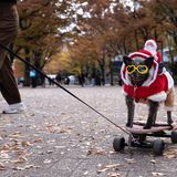 Tokio, Japan. Ein Hund im Weihnachtsmannkostüm nimmt an der Weihnachtsparade teil. Rund 3000 Menschen besuchten die Wohltätigkeitsveranstaltung im Tokioter Stadtteil Shibuya. Ein Teil der Einnahmen ist für einen guten Zweck vorgesehen. Mit ihm sollen Weihnachtsgeschenke für kranke Kinder organisiert werden