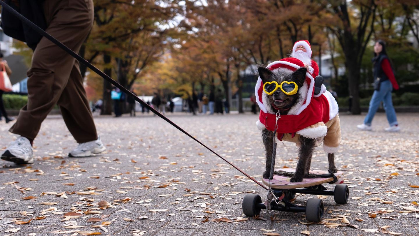 Tokio, Japan. Ein Hund im Weihnachtsmannkostüm nimmt an der Weihnachtsparade teil. Rund 3000 Menschen besuchten die Wohltätigkeitsveranstaltung im Tokioter Stadtteil Shibuya. Ein Teil der Einnahmen ist für einen guten Zweck vorgesehen. Mit ihm sollen Weihnachtsgeschenke für kranke Kinder organisiert werden