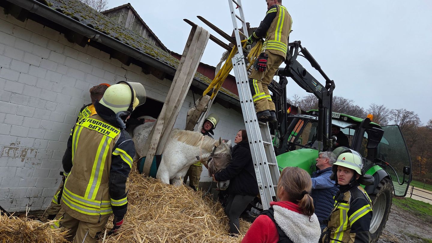 Die Feuerwehr war wegen der Rettungsaktion für ein Pferd in Datteln im Einsatz. Foto: -/Feuerwehr Datteln/dpa
