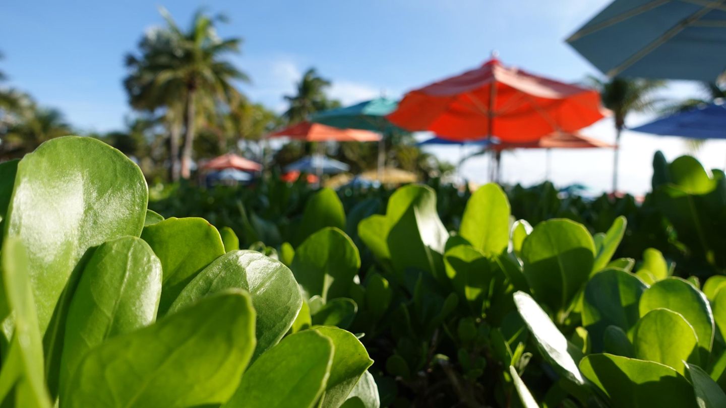 Disney Kreuzfahrt Castaway Cay