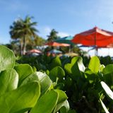 Disney Kreuzfahrt Castaway Cay