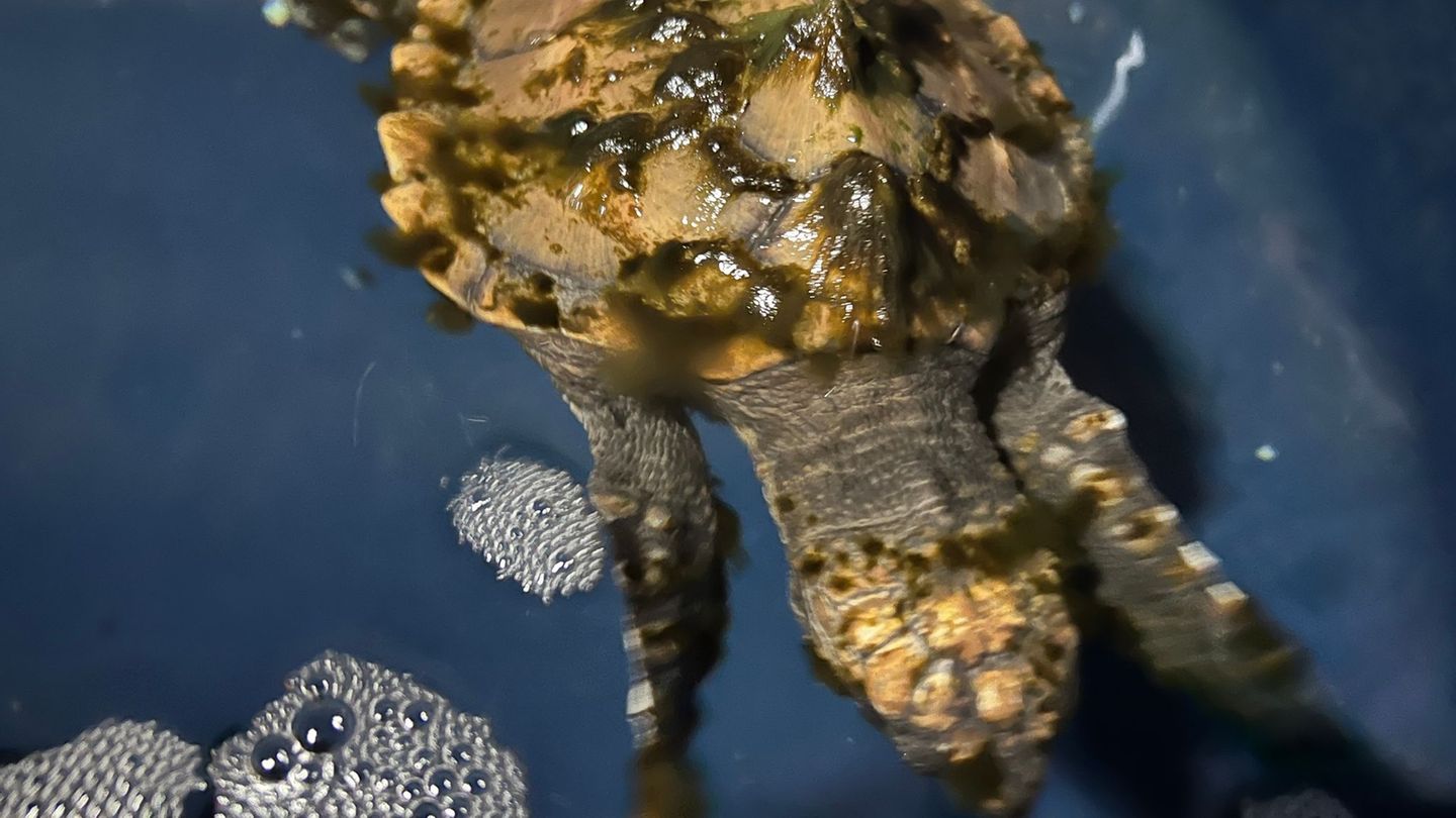Die auf Sylt gefundene Meeresschildkröte soll im Sommer in Frankreich ausgewildert werden. Foto: Lea Albert/dpa