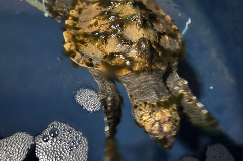 Die auf Sylt gefundene Meeresschildkröte soll im Sommer in Frankreich ausgewildert werden. Foto: Lea Albert/dpa