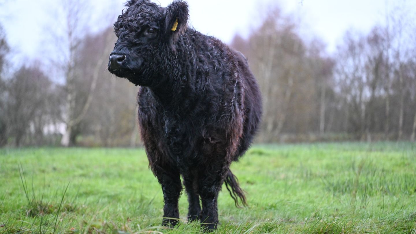 Opfer wurde ein solches Tier: ein Galloway-Rind. (Symbolbild) Foto: Lars Penning/dpa