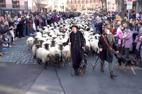 Hunderte Schafe ziehen mitten durch Nürnberger Altstadt