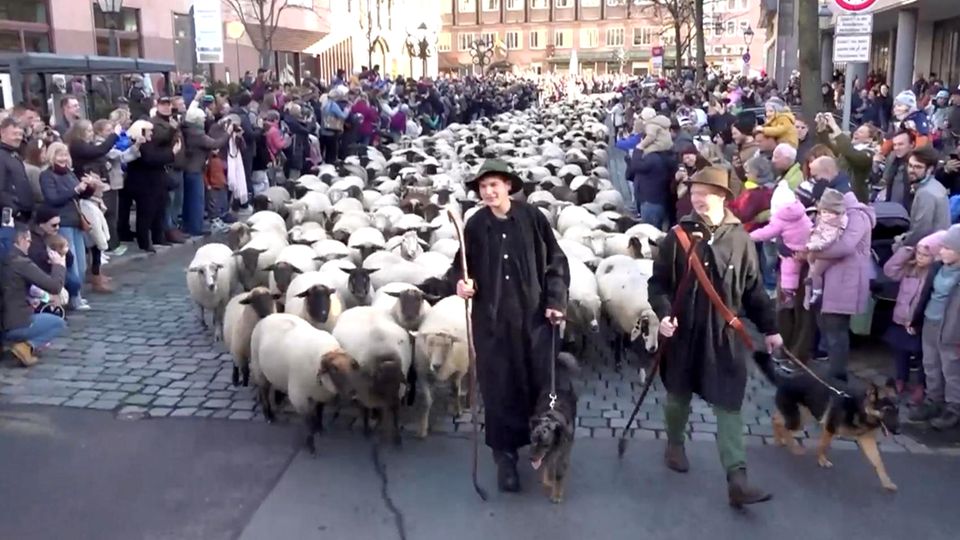 Hunderte Schafe ziehen mitten durch Nürnberger Altstadt