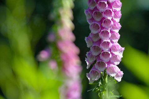 Schon der Verzehr von wenigen Blättern des Roten Fingerhuts kann für einen Menschen lebensbedrohlich sein. (Symbolbild) Foto: Pa