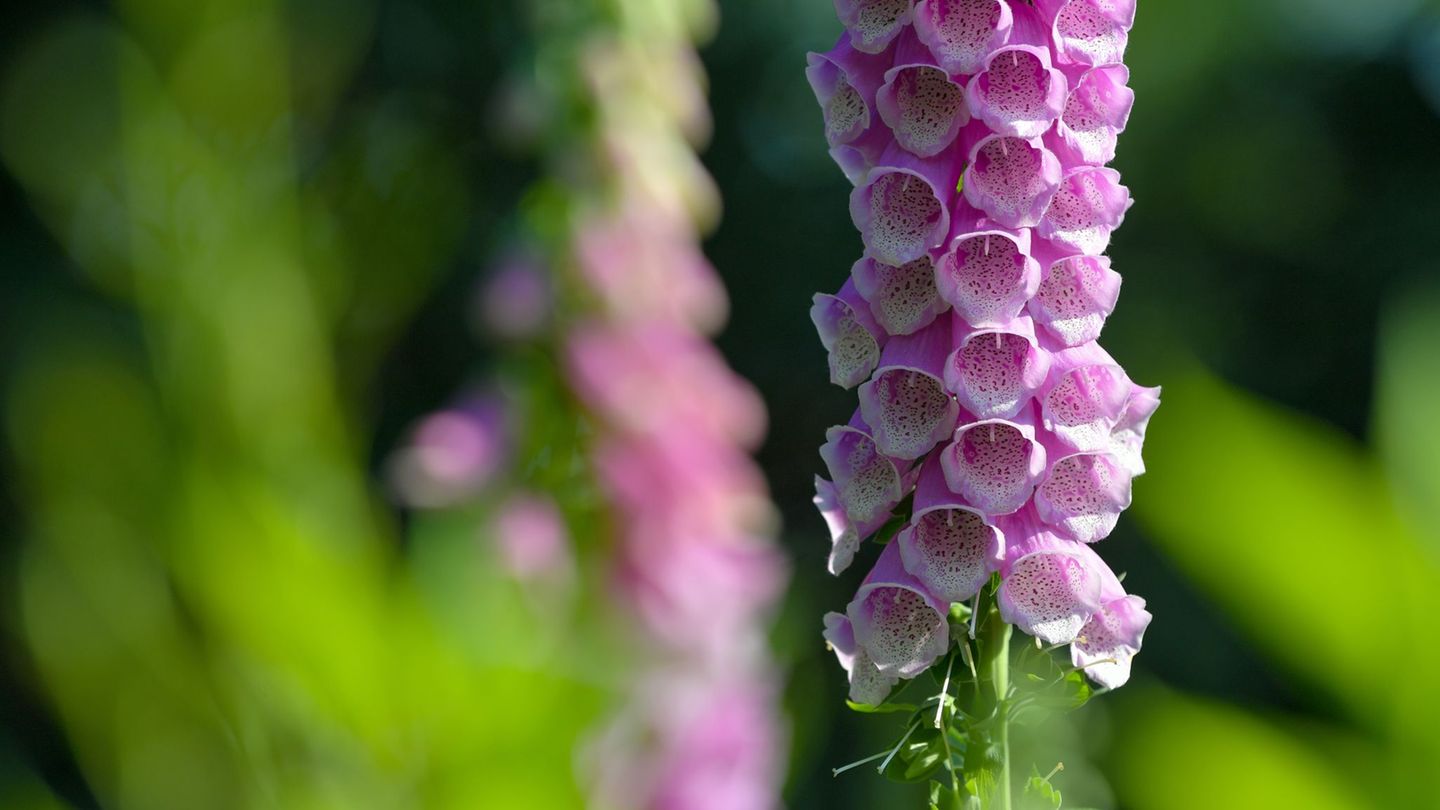 Schon der Verzehr von wenigen Blättern des Roten Fingerhuts kann für einen Menschen lebensbedrohlich sein. (Symbolbild) Foto: Pa