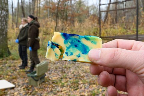 Die Köder enthalten noch keinen Impfstoff. Foto: Patrick Pleul/dpa