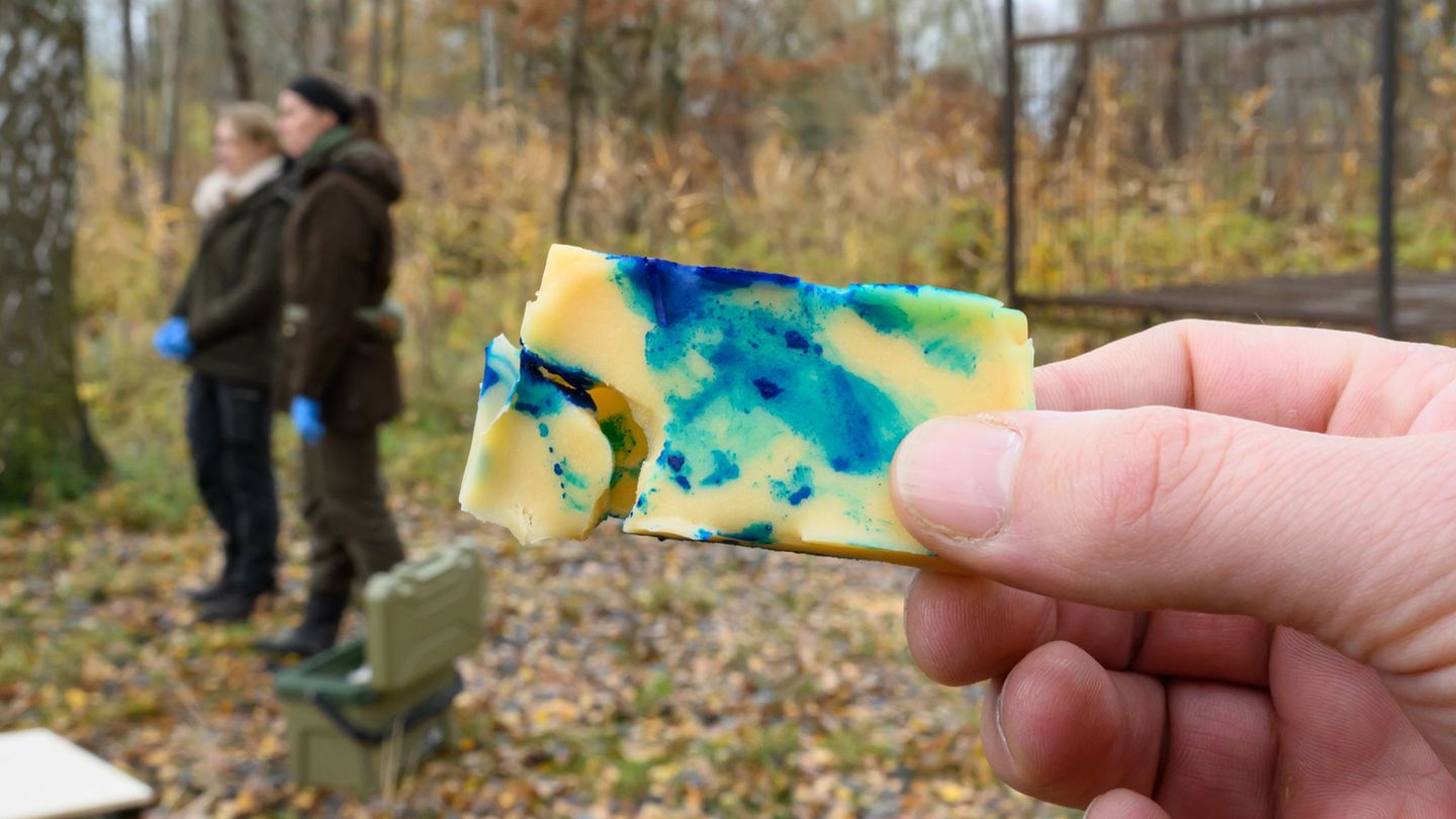 Die Köder enthalten noch keinen Impfstoff. Foto: Patrick Pleul/dpa