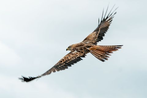 In Schleswig-Holstein starben mehrere Rotmilane an den Folgen einer Vergiftung mit Rattengift. (Symbolbild) Foto: Axel Heimken/d