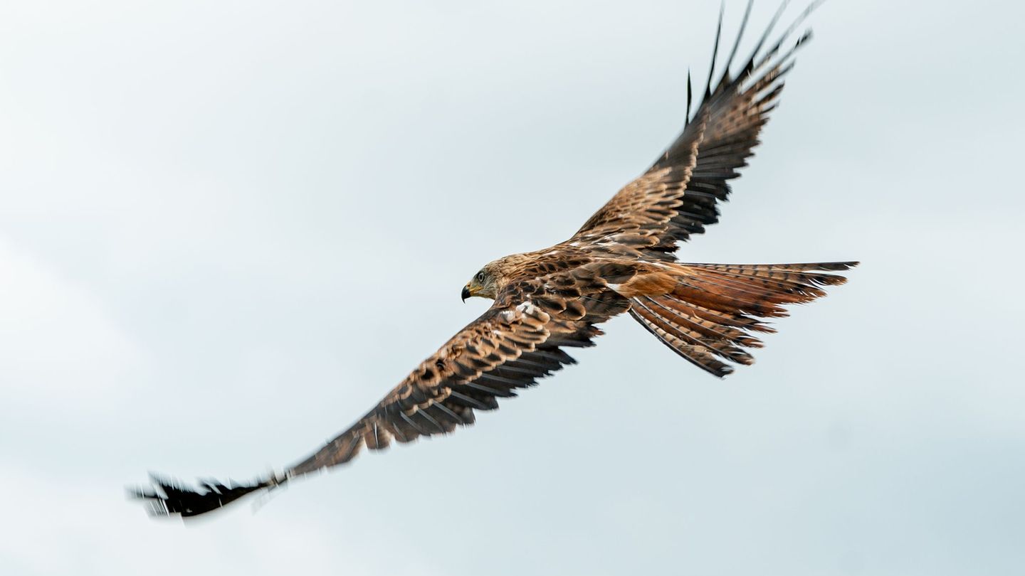 In Schleswig-Holstein starben mehrere Rotmilane an den Folgen einer Vergiftung mit Rattengift. (Symbolbild) Foto: Axel Heimken/d