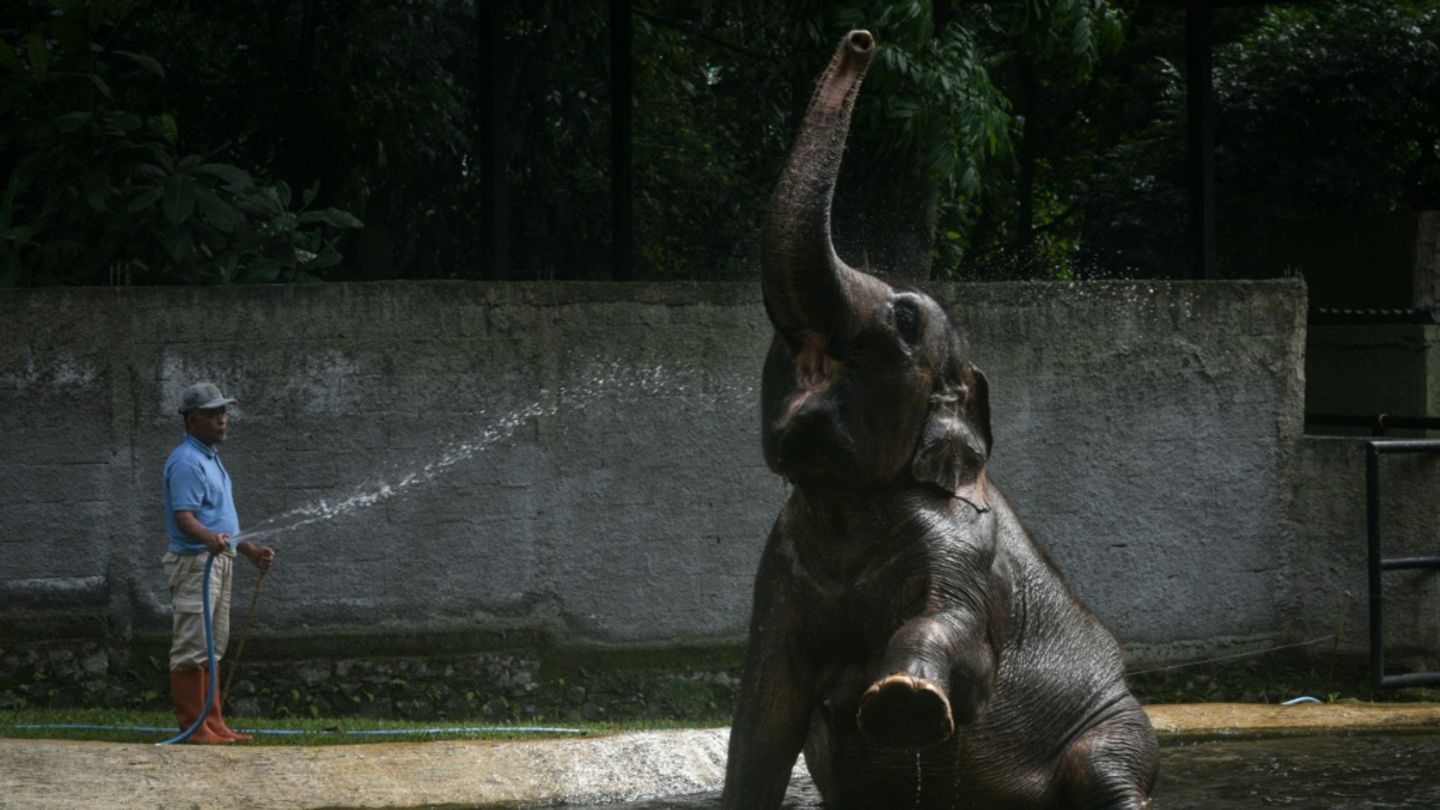 Dusche für Dickhäuter