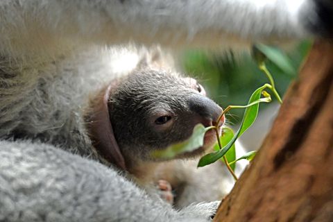 Monatelang ist der Beutel der Mutter das Zuhause von Koala-Jungtieren. (Archivbild) Foto: Jennifer Brückner/dpa