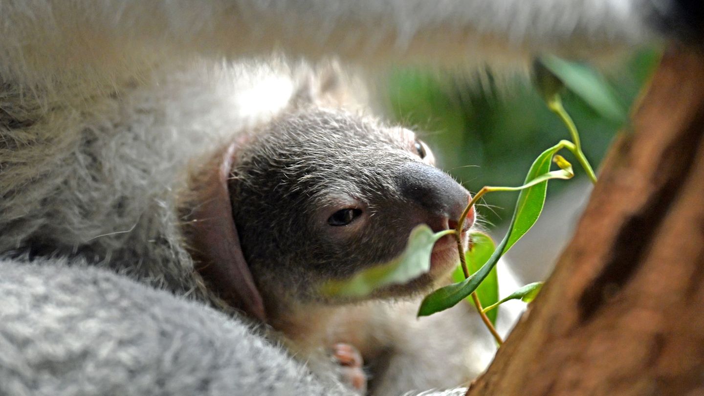 Monatelang ist der Beutel der Mutter das Zuhause von Koala-Jungtieren. (Archivbild) Foto: Jennifer Brückner/dpa