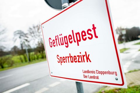 In weiteren zwei Putenbetrieben im Landkreis Cloppenburg ist die Geflügelpest nachgewiesen worden. (Archivfoto) Foto: Hauke-Chri