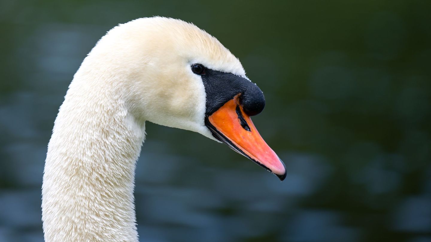 Verkehr: Schwan-Unfall auf A9 legt Verkehr lahm – Autos kollidieren