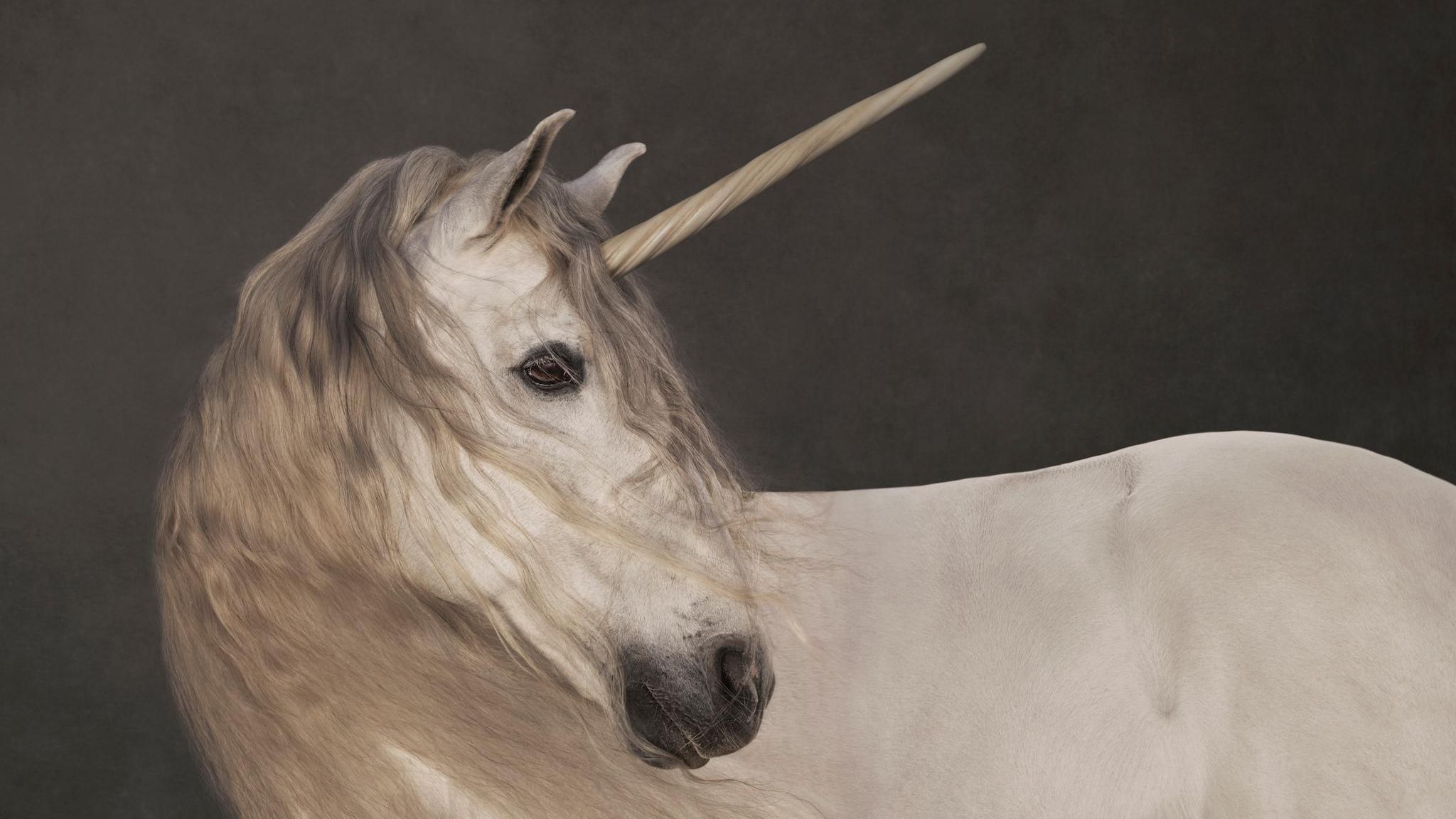 Weißes Einhorn als Fotokollage