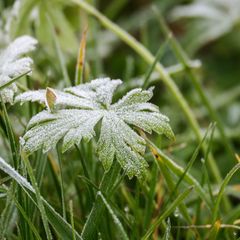Am Morgen kann es in Baden-Württemberg frostig werden. (Archivbild) Foto: Thomas Warnack/dpa